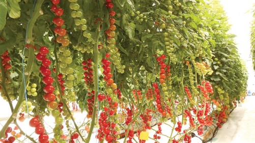 University Of Arizona’s Greenhouse Crop Production & Engineering Design Short Course To Take Place In March