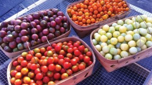 Vegetable Grower Makes The Move To Protected Agriculture