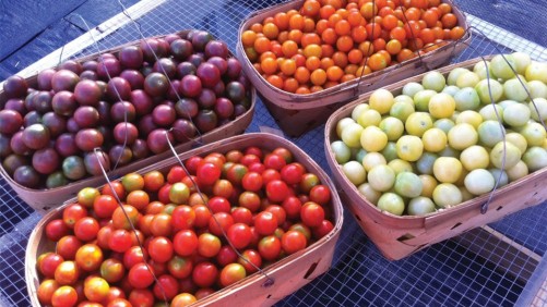 Vegetable Grower Makes The Move To Protected Agriculture
