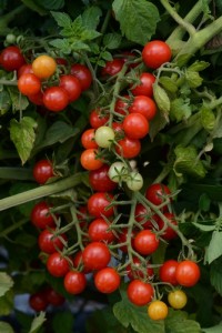 'Candyland Red' Tomato (PanAmerican Seed)