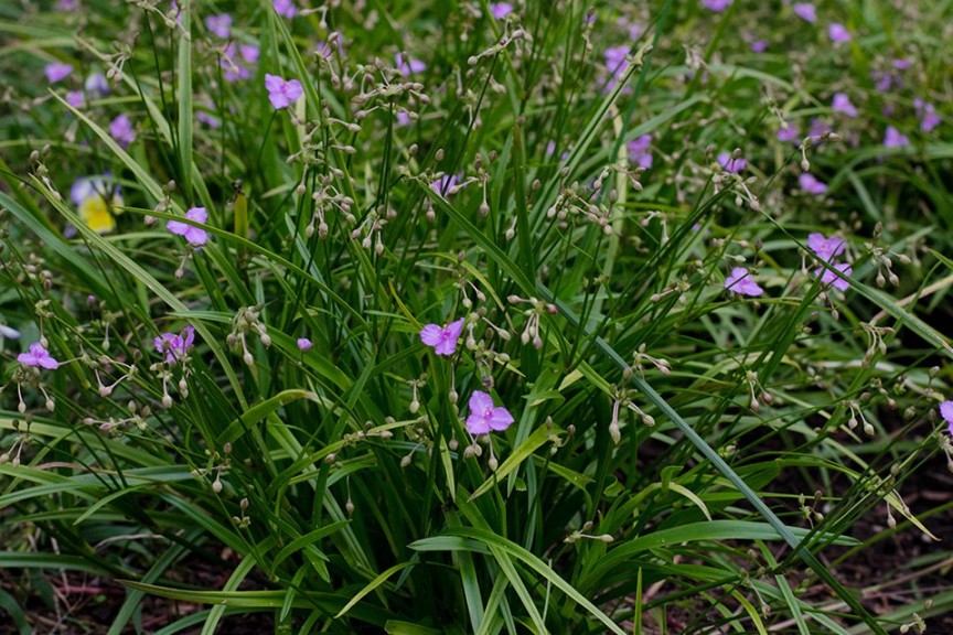 Tradescantia 'Morning Grace' from North Creek (2015 Massachusetts Horticultural Society Field Trials)