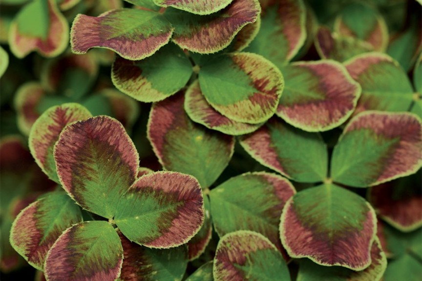 12 Succulents And Miniatures