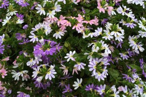 Trixi Fairy Combos (2015 University of Georgia Field Trials)