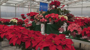 New Automated Irrigation Technology Could Help Nurseries Save Water And Money