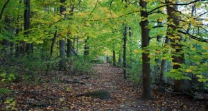 #9: University of Wisconsin–Madison Arboretum