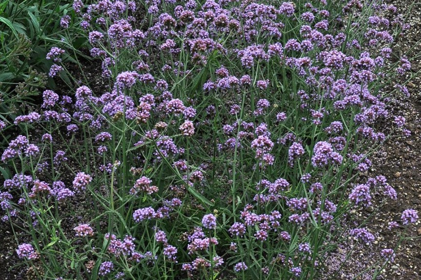 2015 Colorado State University Field Trials