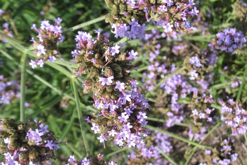 Verbena bonariensis 'Pompous Purple' (2015 Missouri Botanical Garden Field Trials)