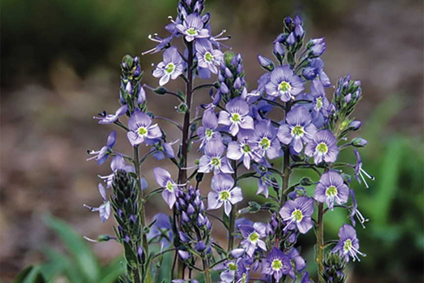 12 Succulents And Miniatures