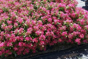 Best of Show #1: Vinca 'Soiree Kawaii Coral' (2015 Texas A and M University Field Trials)