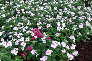 #1: Vinca 'Valiant' (Top 10 Of The 2015 Louisiana State University Field Trials)
