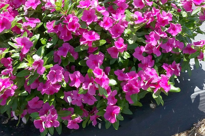 Best of Show #2: Vinca 'Valiant Lilac' (2015 Texas A&M University Field Trials)