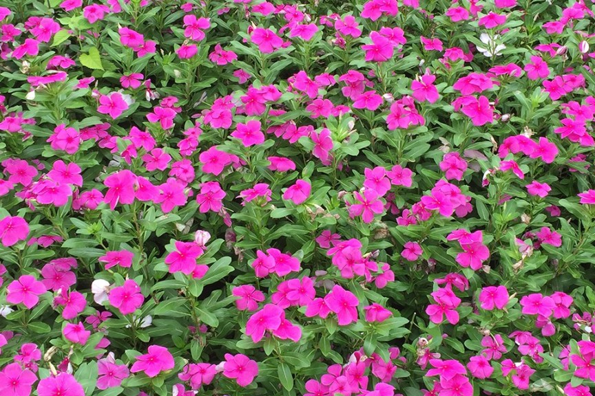 Vinca 'Valiant Lilac' (2015 University of Tennessee Field Trials)