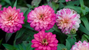 Massachusetts Horticultural Society (Wellesley, Mass.) 2015 Field Trials Results
