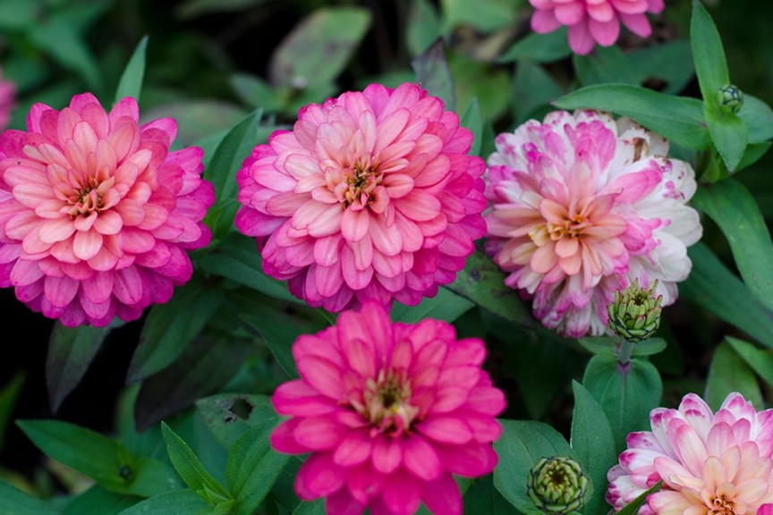 Zinnia 'Double Zahara Salmon Rose' from PanAmerican Seed (2015 Massachusetts Horticultural Society Field Trials)