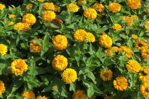 Zinnia Solmar Series (Floranova)