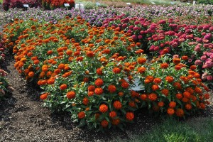 2015 Colorado State University Field Trials