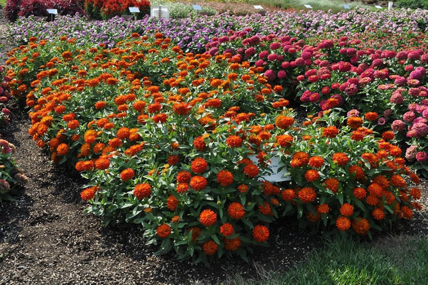 2015 Colorado State University Field Trials