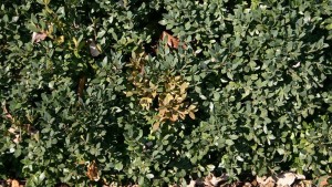 The Battle Against Boxwood Blight Comes Into Focus