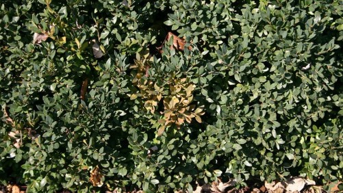 The Battle Against Boxwood Blight Comes Into Focus