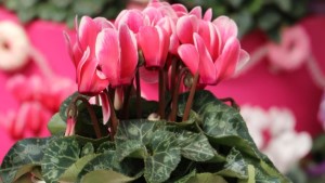 Holiday Plant Toxicity Myths: Help Customers Understand What’s True And What’s Hype