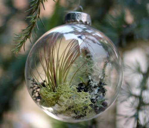 A living christmas ornament