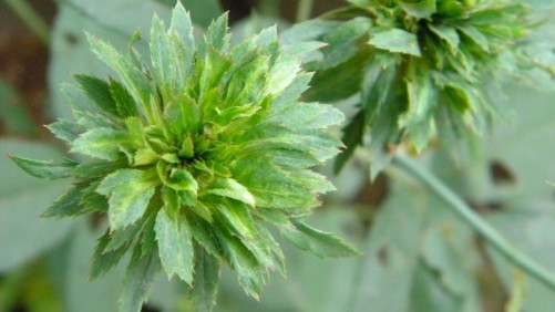 Don’t Let Rose Rosette Disease Become a Death Sentence