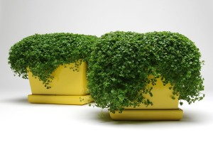 12 Succulents And Miniatures