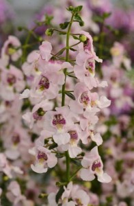 Angelonia ‘Archangel Light Pink’ (Ball FloraPlant)