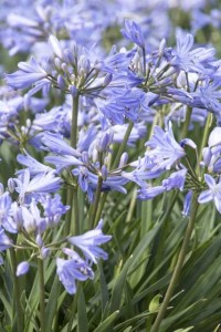 Agapanthus ‘Baby Pete’ (Monrovia)