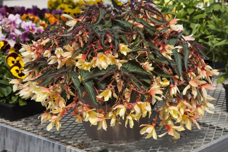 Begonia boliviensis 'Bossa Nova Yellow' (Floranova)