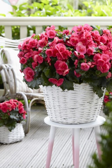 Begonia Evi Bright Pink (Beekenkamp)