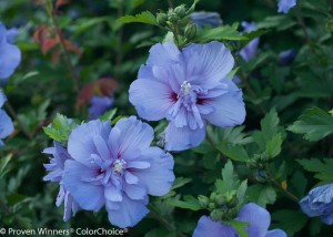 Hibiscus ‘Blue Chiffon’ (Proven Winners)