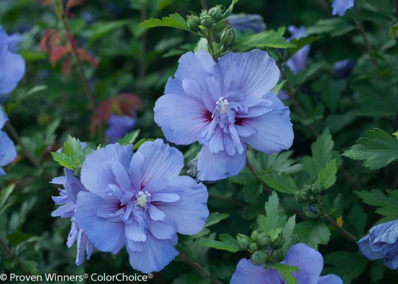 Hibiscus ‘Blue Chiffon’ (Proven Winners)