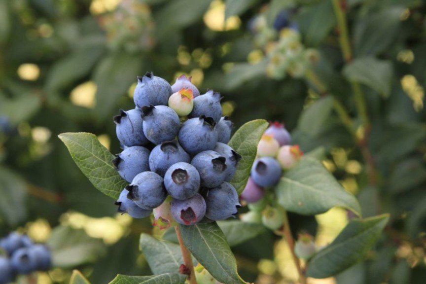 Blueberry 'BrazelBerries Perpetua' (Fall Creek Farm & Nursery)