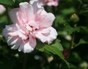 Hibiscus ‘Blushing Bride’ (Monrovia)