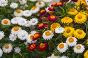 Bracteantha Cottage Series (Westhoff)