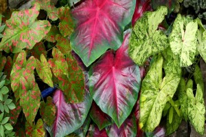 Caladium Painted Frog Series (Plants Nouveau)