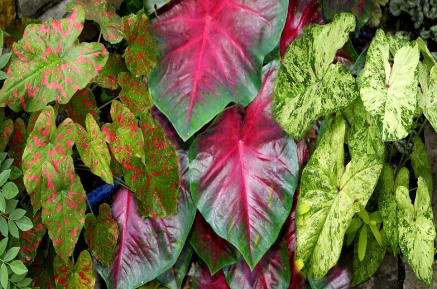 Caladium Painted Frog Series (Plants Nouveau)