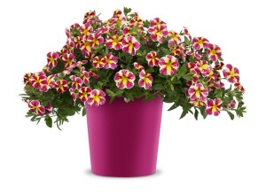 Calibrachoa 'Candy Bouquet' (Westhoff)