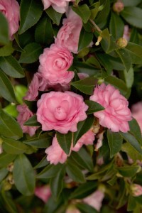 Camellia 'October Magic Pink Perplexion' (Plants Nouveau)