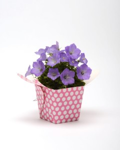 Campanula Rapido Series [Kieft Seed]