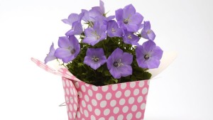 Ball Horticulture Highlights Its Top Retail Intros For 2016