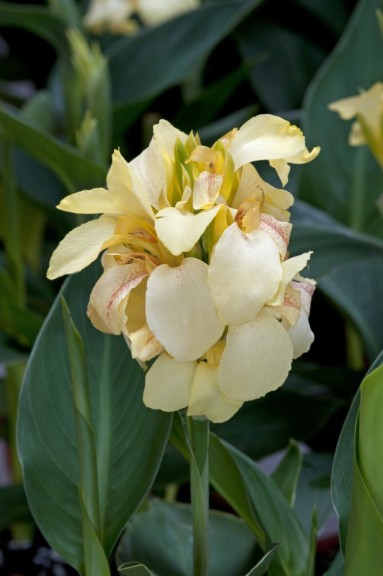 Canna 'Cannova Lemon' (Ball Ingenuity)