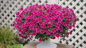 Danziger’s ‘Cascadias Rim Chianti’ Petunia Is Big Winner At Germany Trial