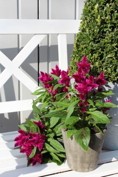 Celosia 'Intenz Dark Purple' (Ball Ingenuity)