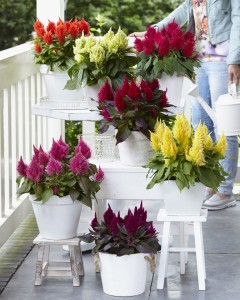 Celosia Kelos Fire collection (Beekenkamp, at Floricultura in Salinas, CA)