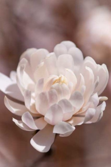 Magnolia ‘Centennial Blush Star’ (Bailey Nurseries)