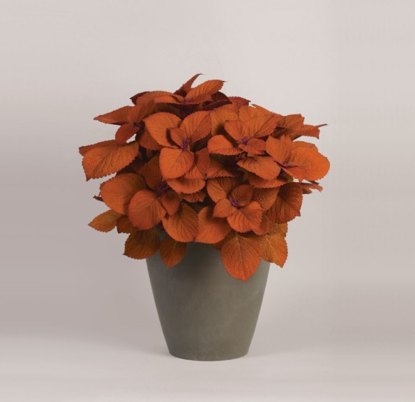 Coleus 'Campfire' (Ball FloraPlant)