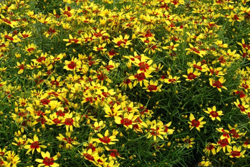 Coreopsis 'Firefly' (Terra Nova Nurseries)