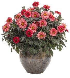 Dahlia Dahlightful Series (Proven Winners)